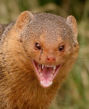 mongoose